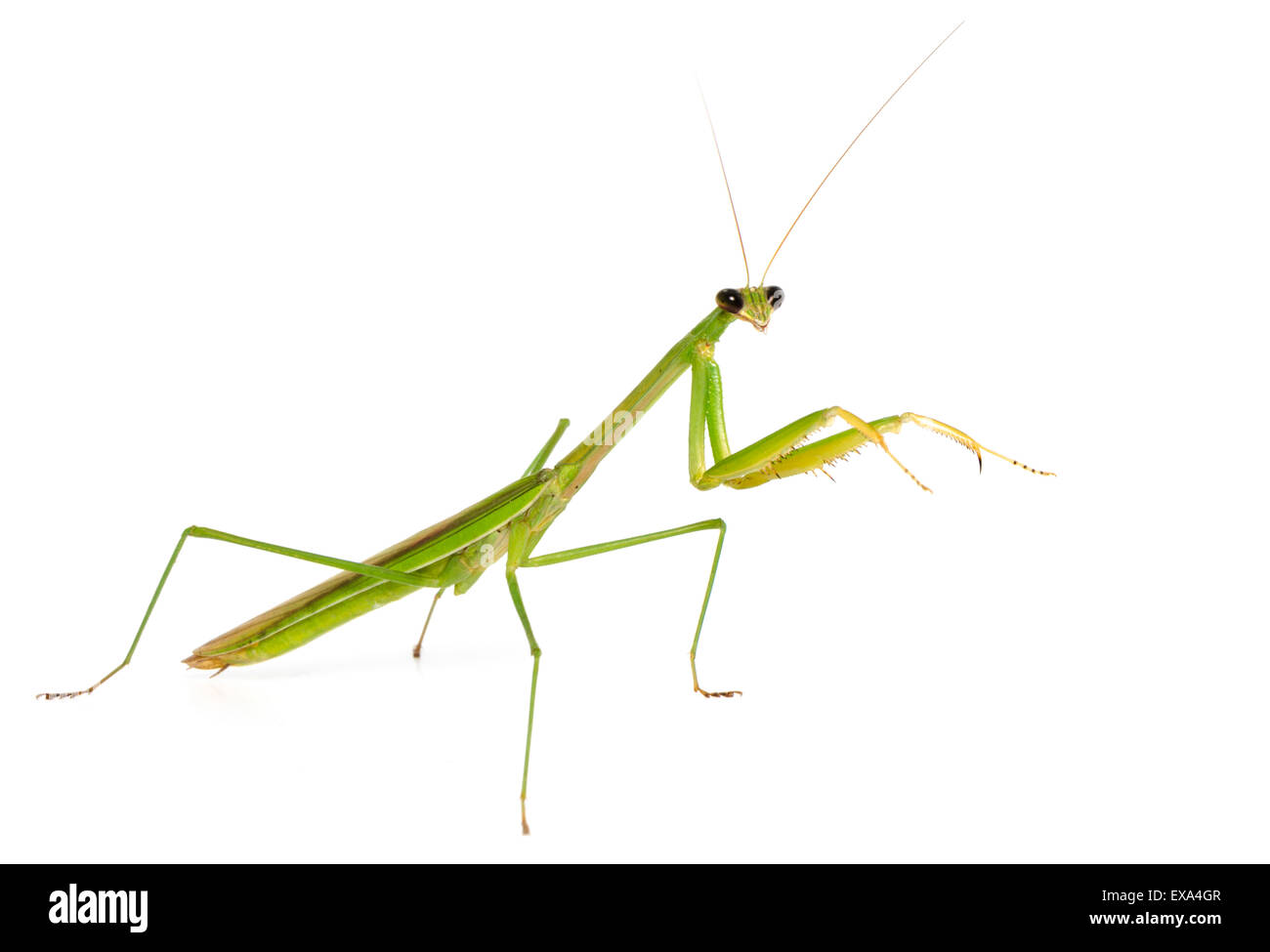 Macro green Mantis isolate on white background Stock Photo