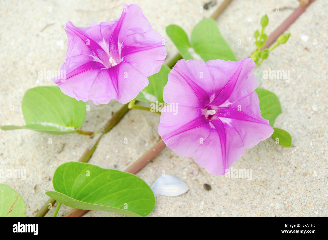 Ipomoea flowers on the beaches of Thailand. Stock Photo