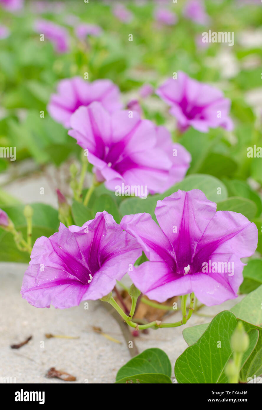 Ipomoea flowers on the beaches of Thailand. Stock Photo