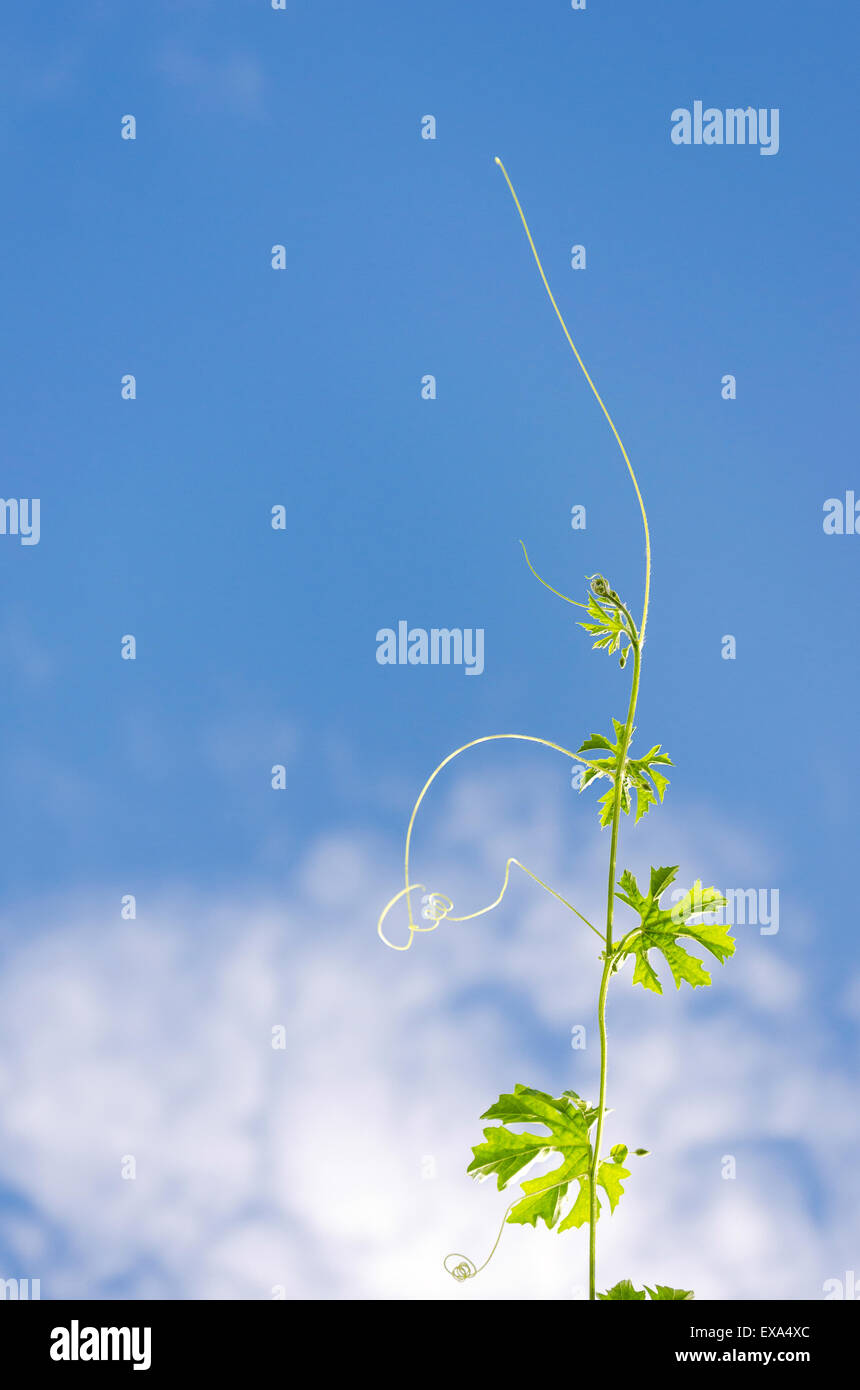 Green plant growing into the blue sky Stock Photo - Alamy