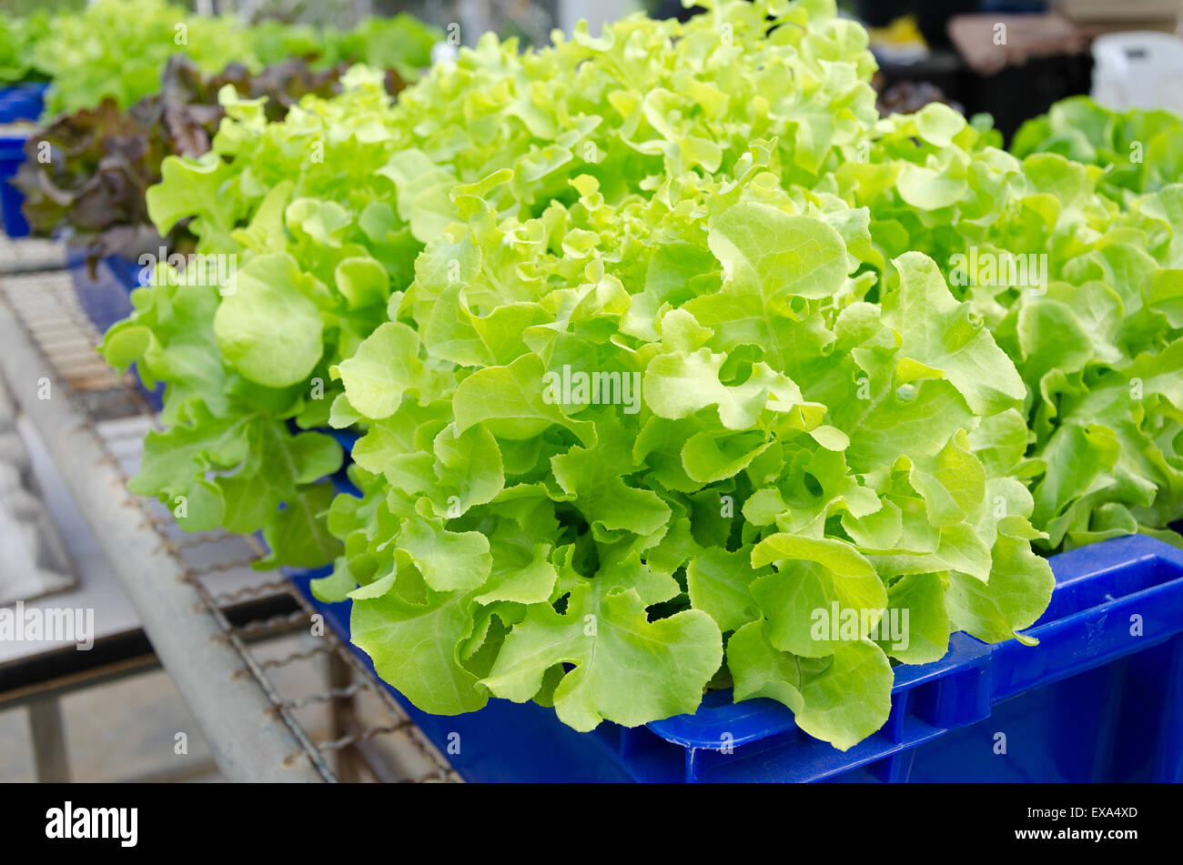 HYDROPONIC vegetables grown in blue plastic containers. Stock Photo