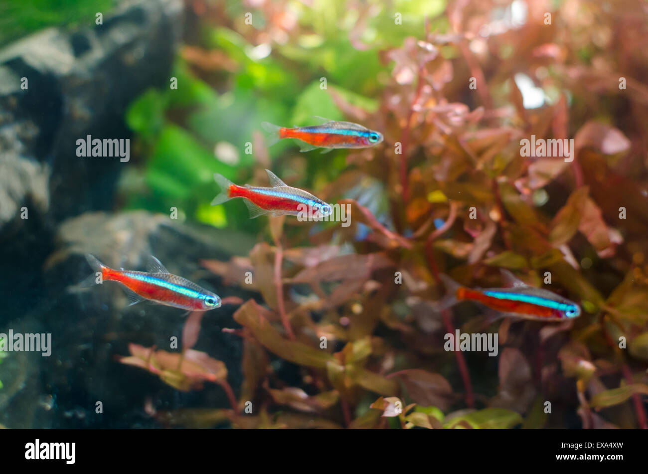 Neon tetra fish with aquatic plant in aquarium Stock Photo