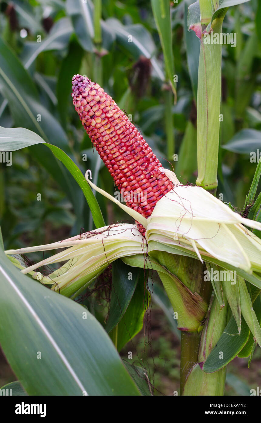 Fresh red corn is ready to harvest in the fields. Stock Photo