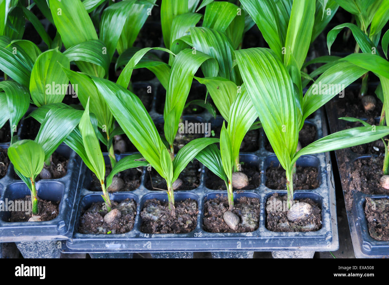 Seedlings of oil palm . For agriculture in tropical areas of Thailand . Stock Photo