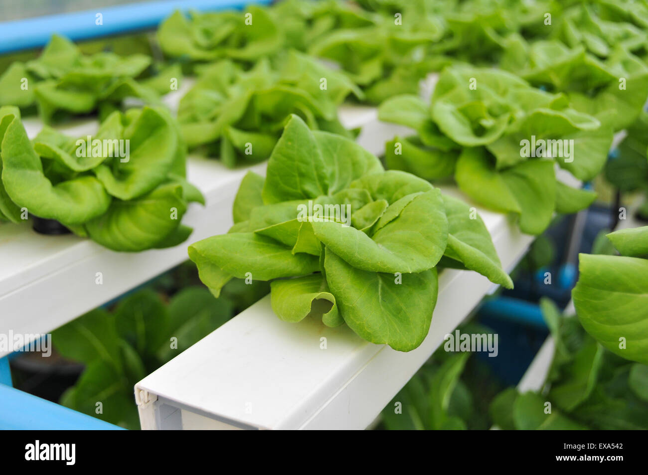 HOW TO GROW VEGETABLES WITHOUT SOIL visual data 3