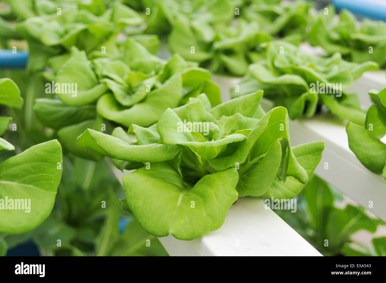 Hydroponics grow vegetables without using soil Stock Photo - Alamy