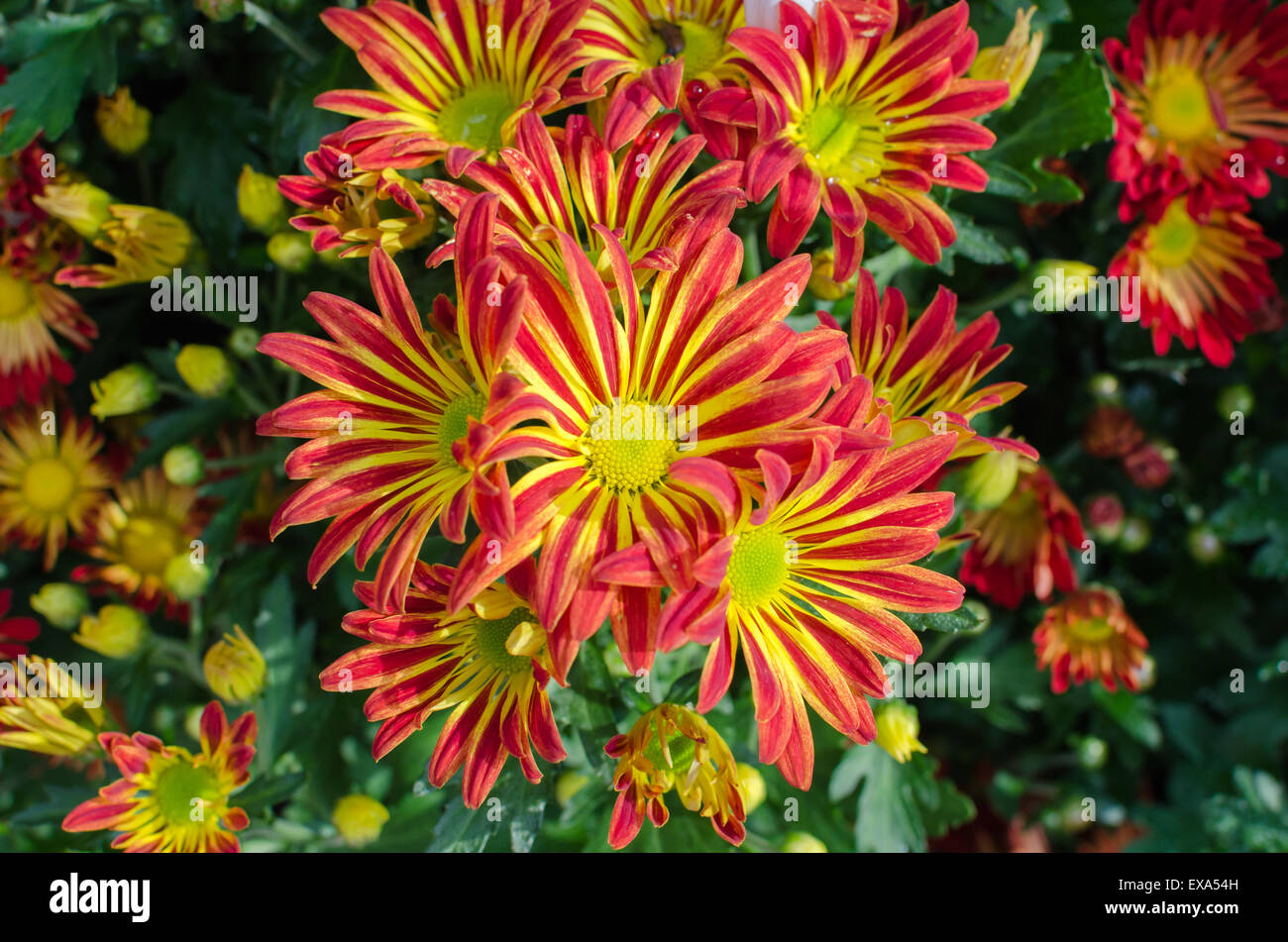 Beautiful of orange chrysanthemums  flower in natural background Stock Photo