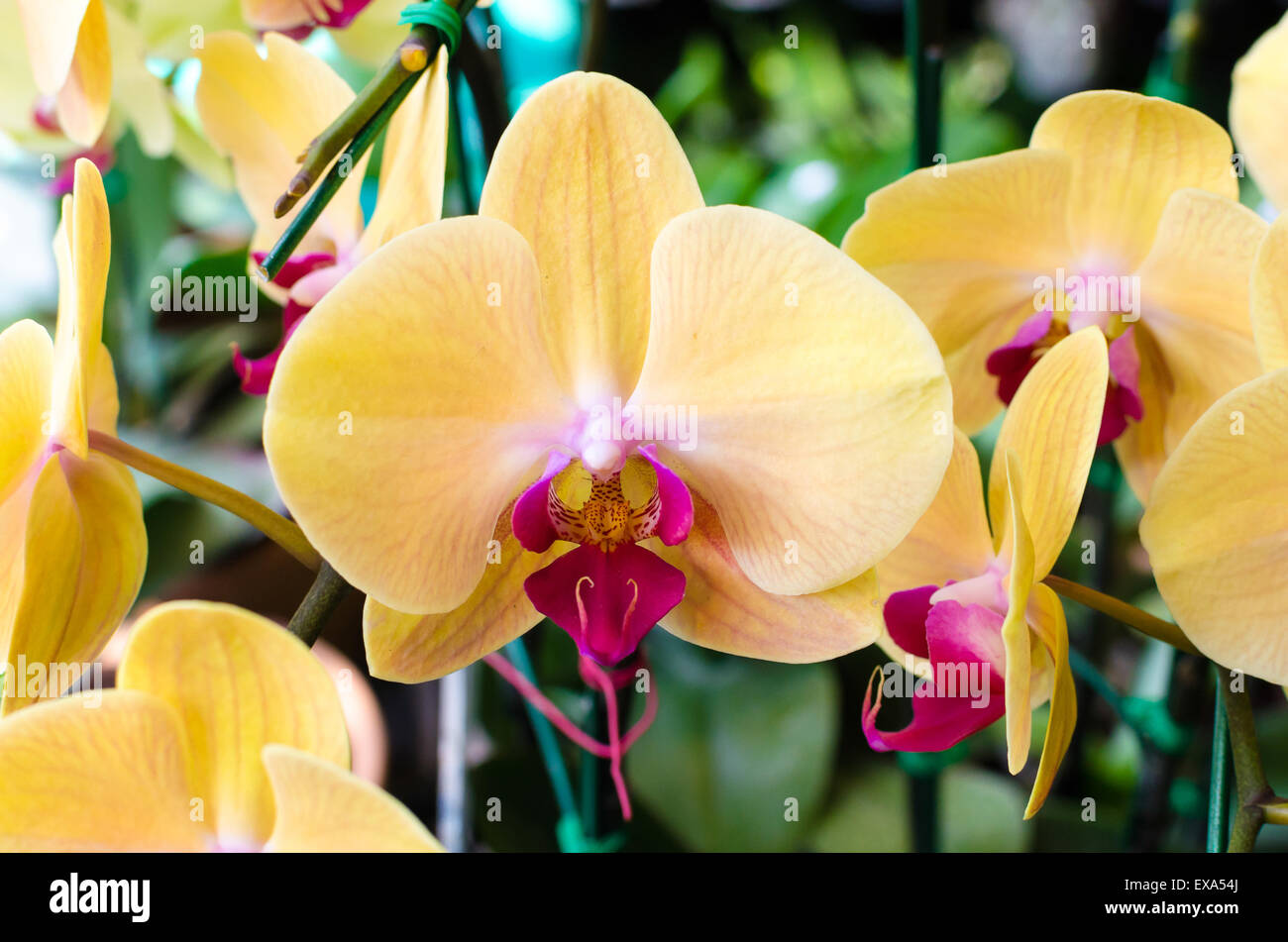 the image of yellow orchid flowers in garden Stock Photo