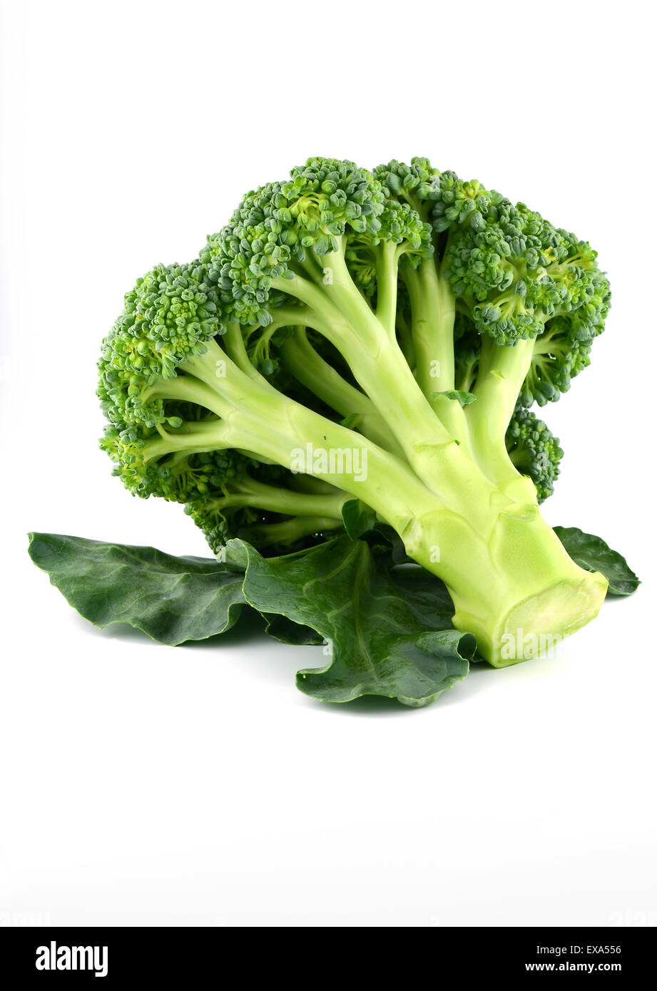 Fresh raw broccoli isolated on white background Stock Photo