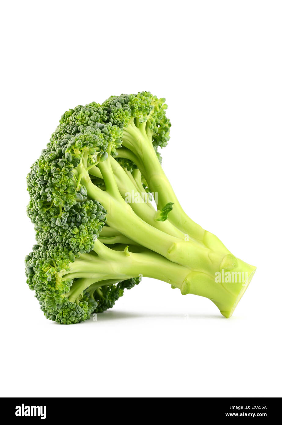 Fresh raw broccoli isolated on white background Stock Photo