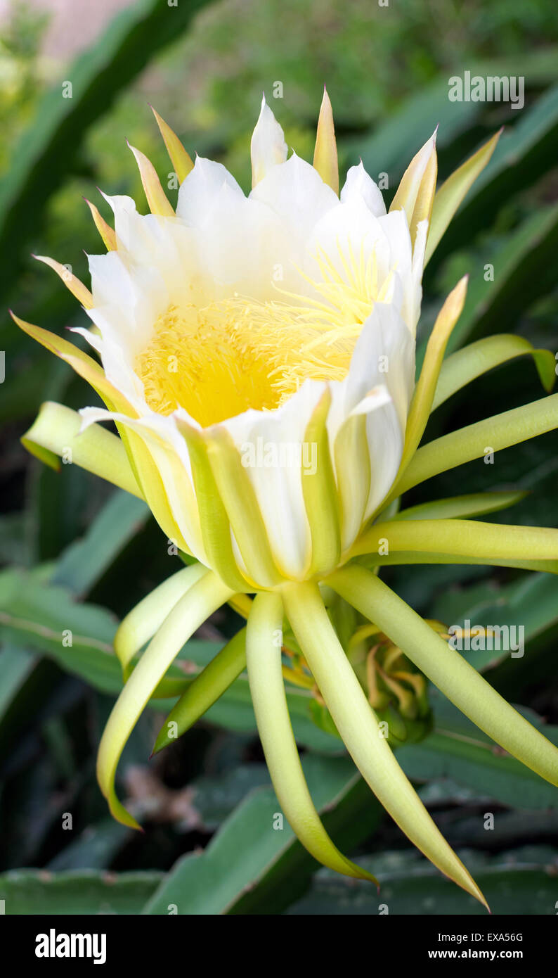 Dragon fruit flowers are  bloom beautifully. Stock Photo