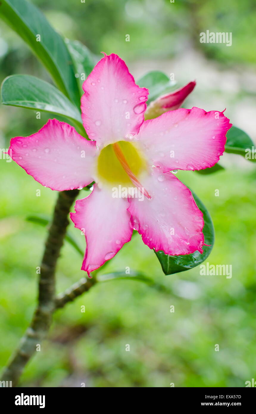Healthy adenium flower hi-res stock photography and images - Alamy