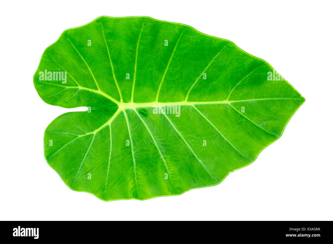 Green Caladium leaf,Elephant Ear  isolate on white background Stock Photo