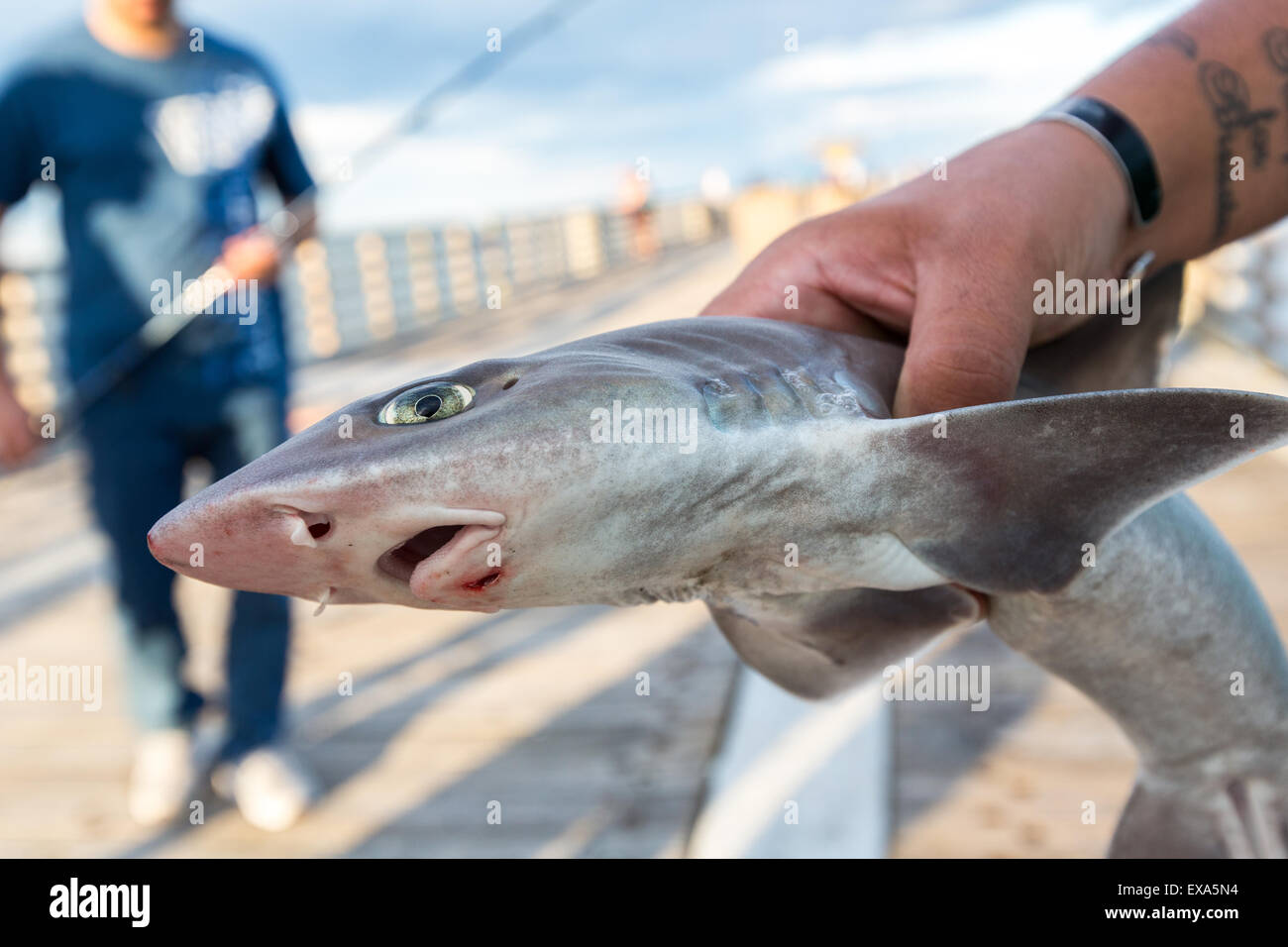 Fisherman catches a baby shark on a Jacksonville Florida fishing pier with  a fishing pole in the background Stock Photo - Alamy