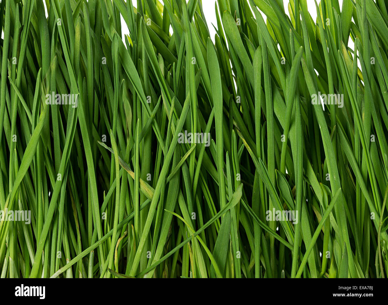 Lush green growth grass pasture hires stock photography and images Alamy