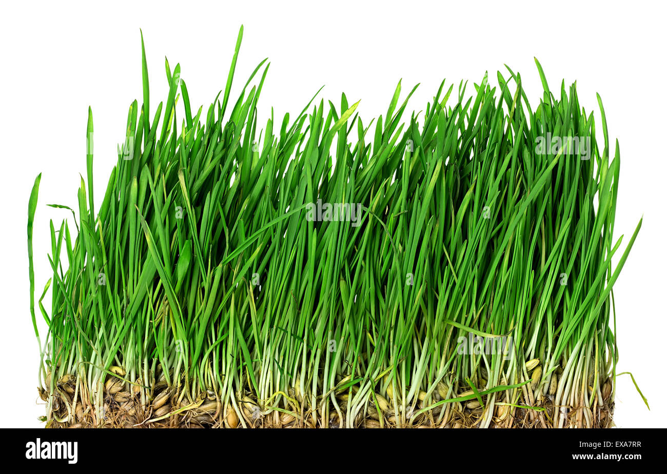 Lush green growth grass pasture hi-res stock photography and images - Alamy