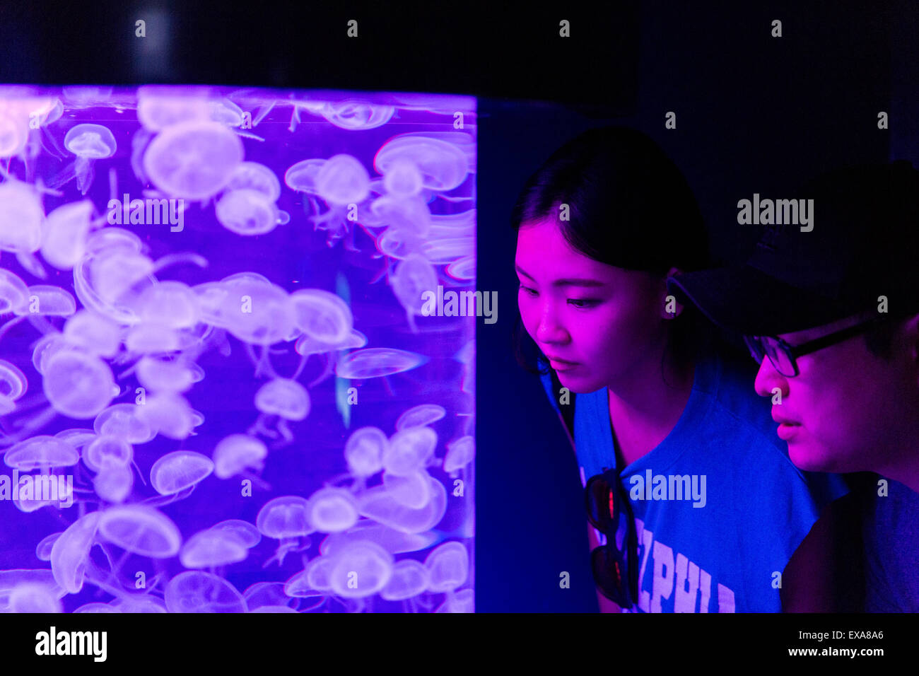 Asia, Singapore, Tourist peers at Moon Jellyfish with glowing tank inside S.E.A. Aquarium Stock Photo