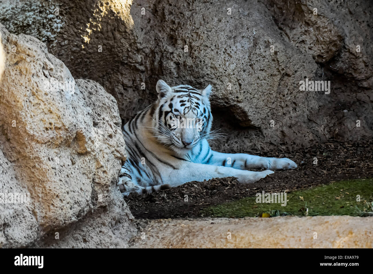 Black and White Striped Tiger Stock Photo - Alamy