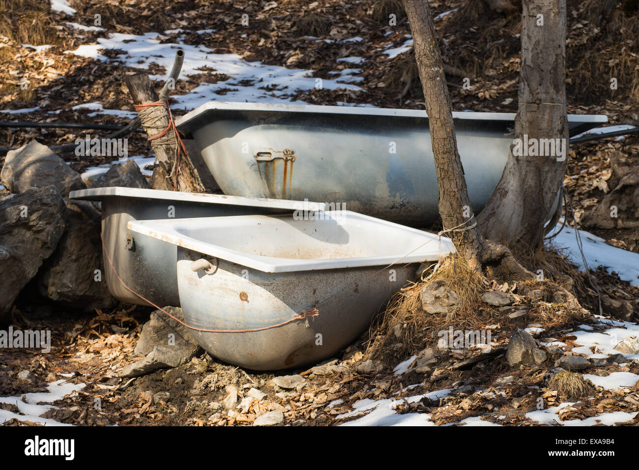 Outdoor Bathtub Cows Stock Photos Outdoor Bathtub Cows Stock