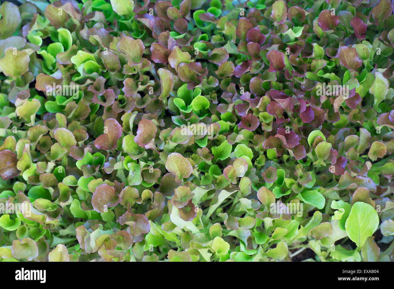 Mixed salad leaves growing in a vegetable garden Stock Photo