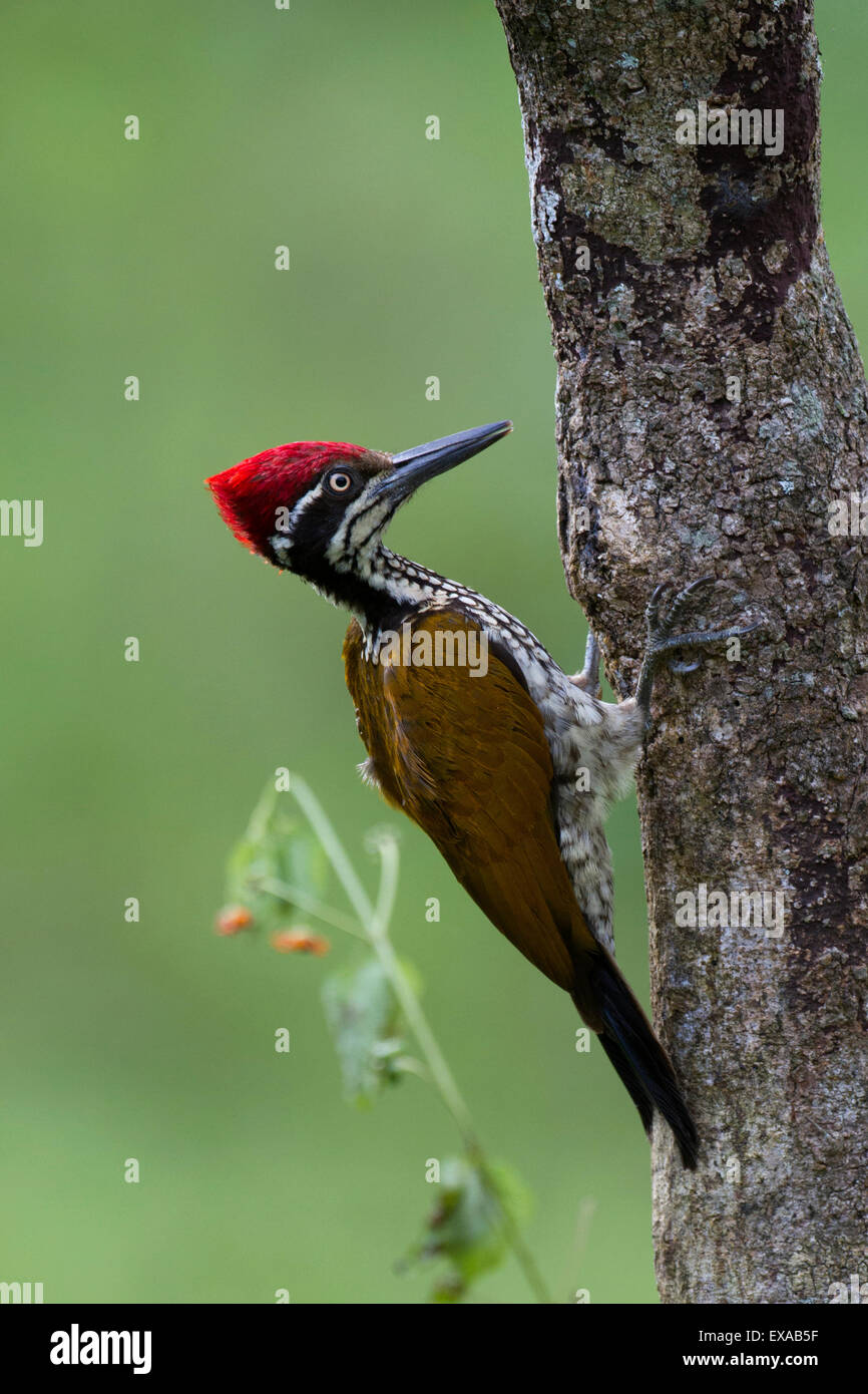 A male Greater Flameback woodpecker Stock Photo Alamy
