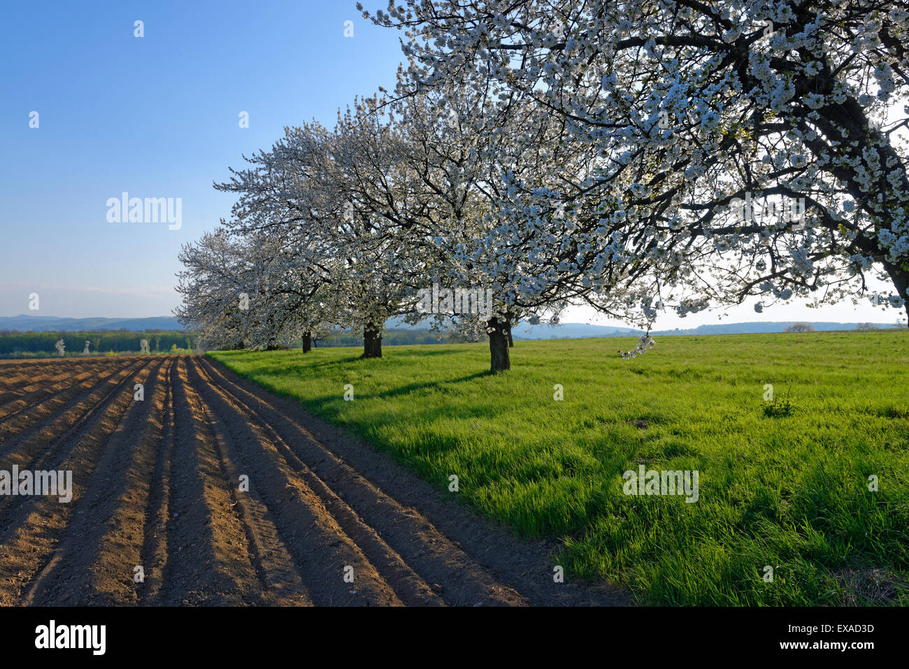 Flowering fruit trees, Pöttsching, Burgenland, Austria Stock Photo