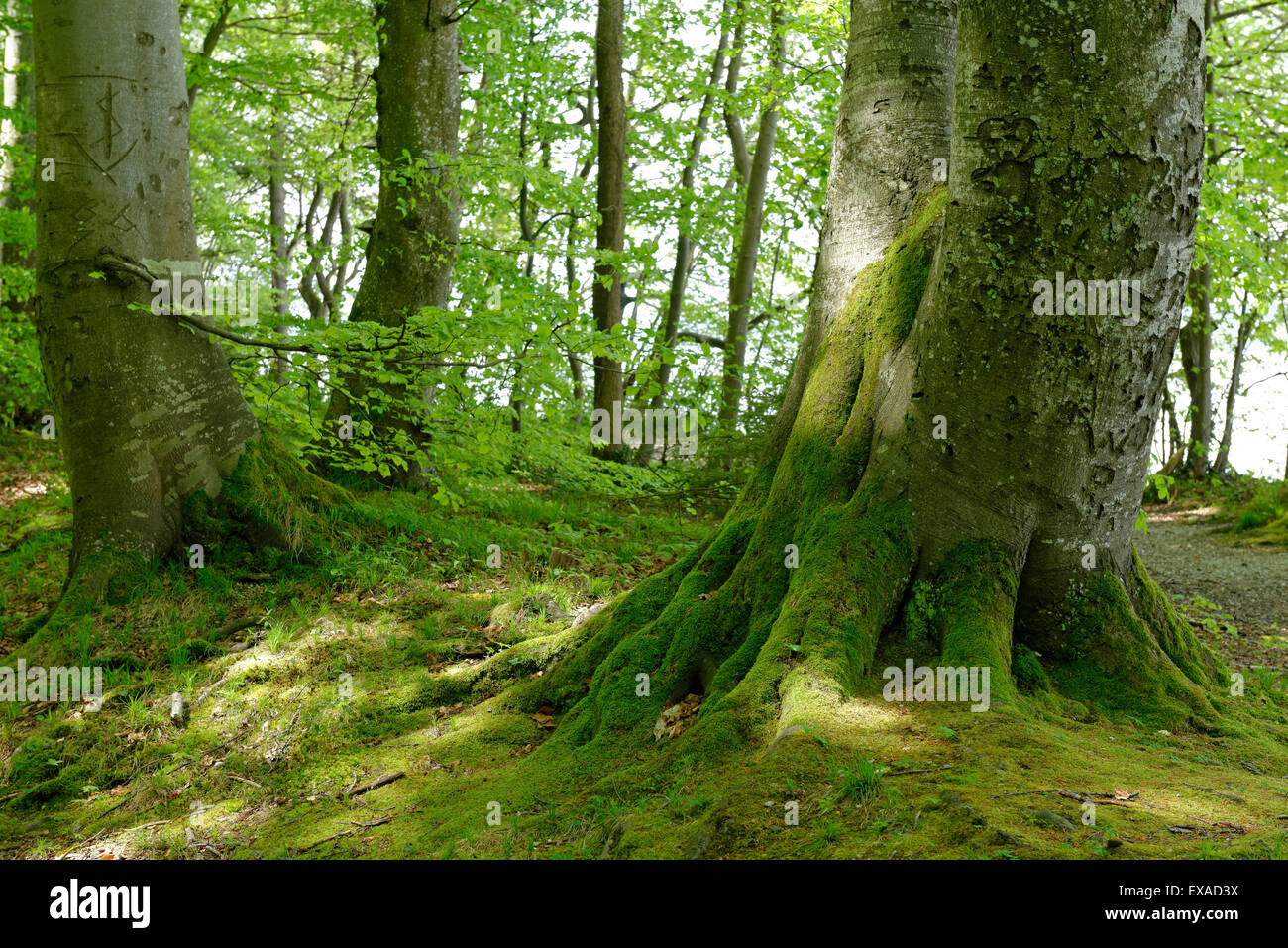 Beech trees garden hi-res stock photography and images - Alamy