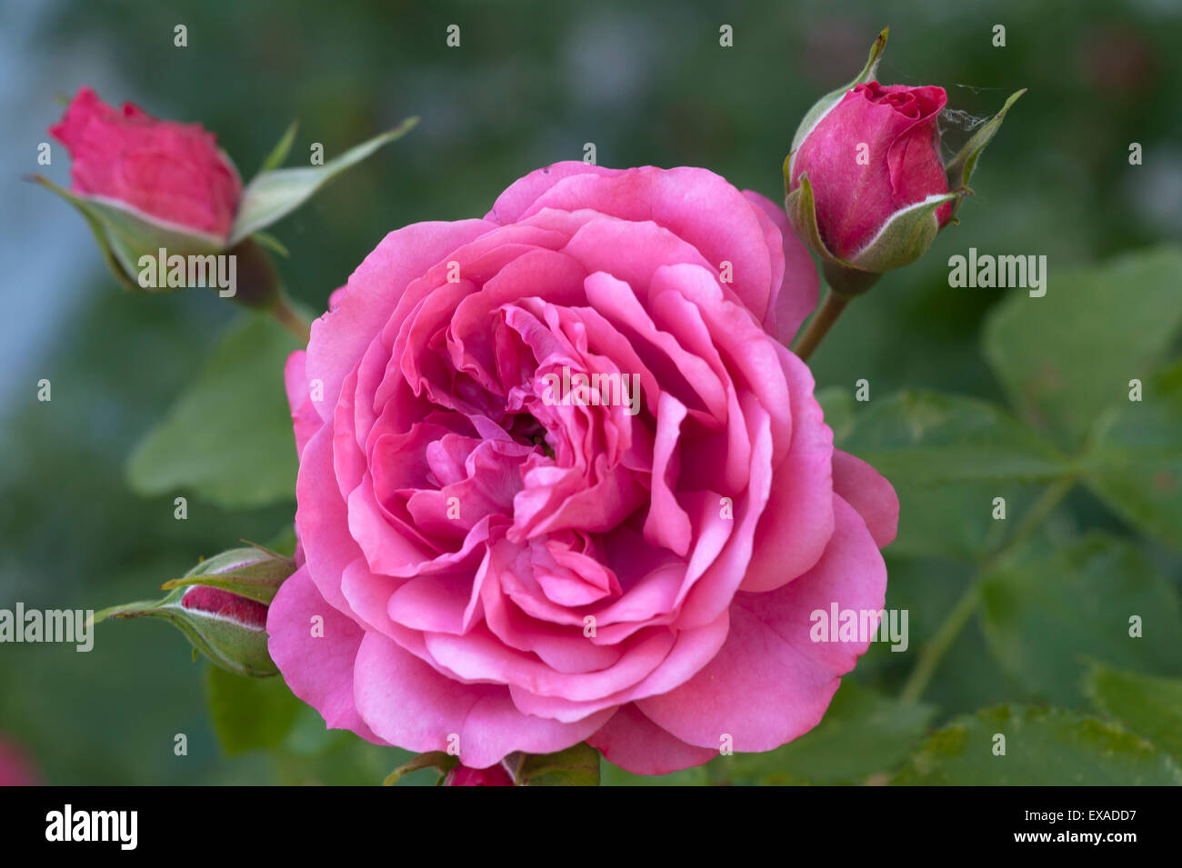 Rose flower 'Karina' (Rosa sp.) with buds, Bavaria, Germany Stock Photo -  Alamy