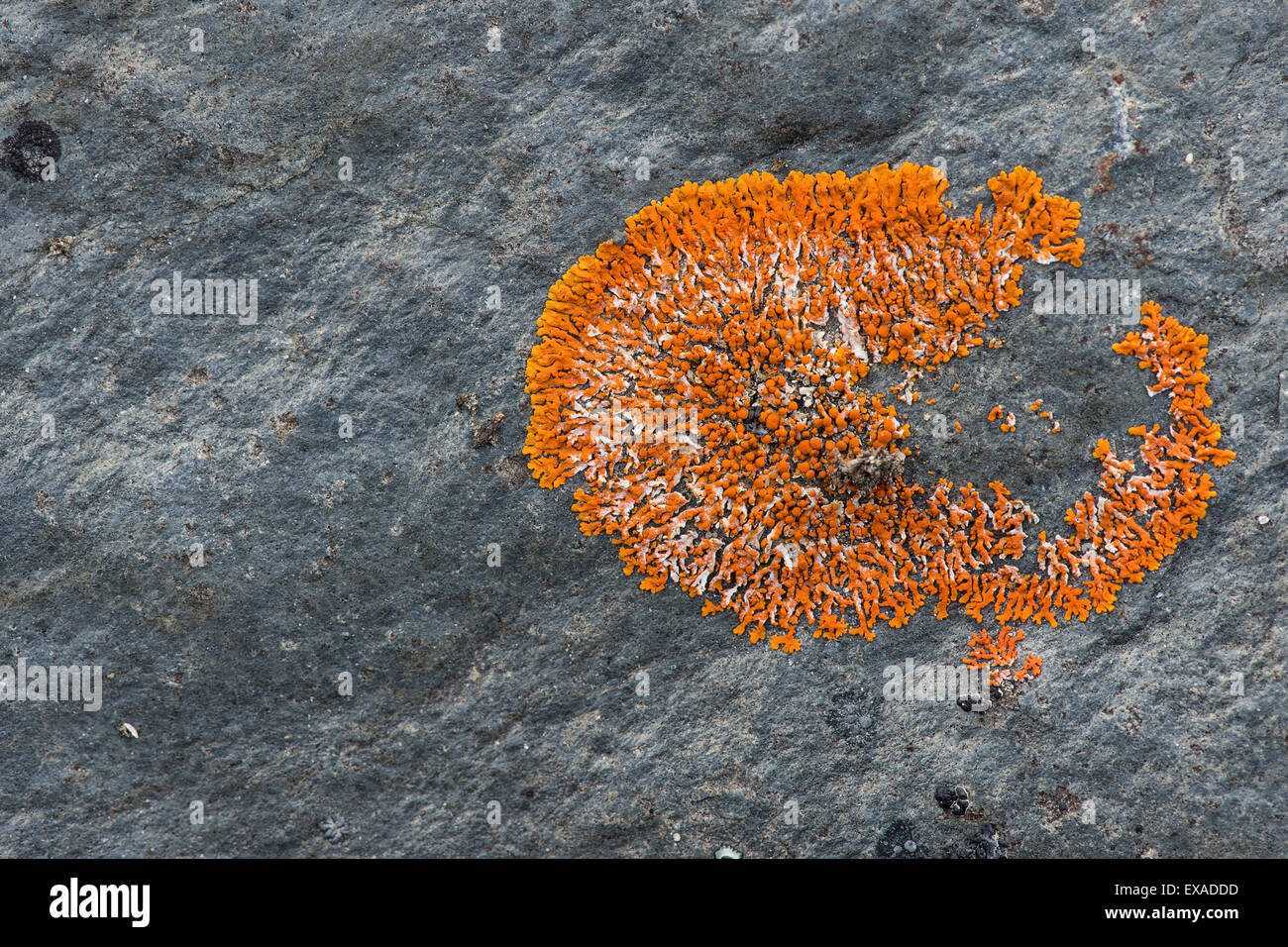 Round firedot lichen (Caloplaca sp.), Kejser Franz Joseph Fjord, Northeast Greenland National Park, Greenland Stock Photo