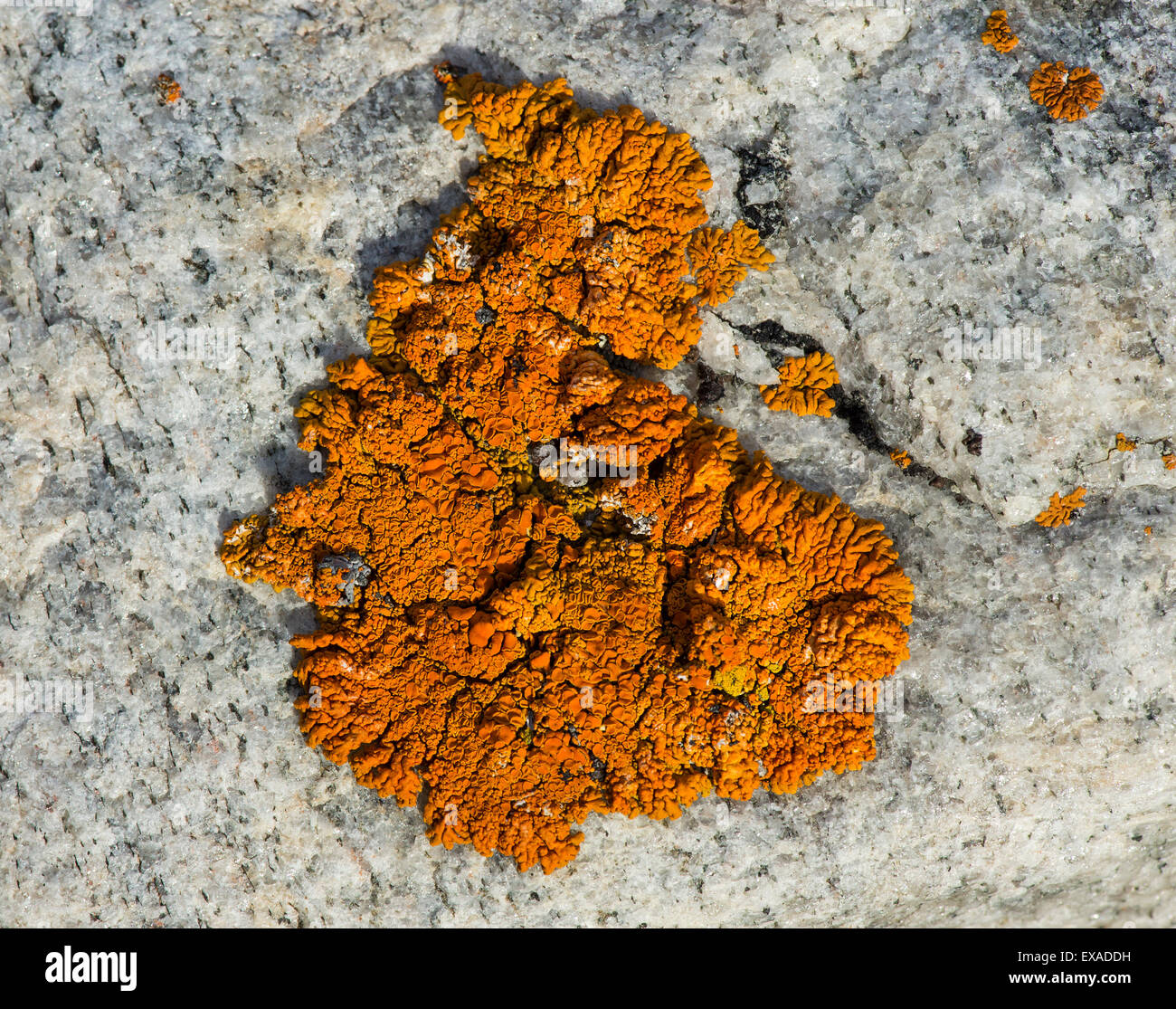 Firedot lichen (Caloplaca sp.) on granite, Kejser Franz Joseph Fjord, Northeast Greenland National Park, Greenland Stock Photo