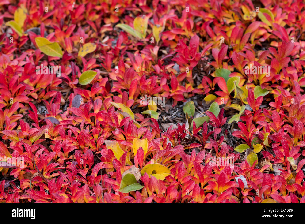 Alpine Bearberry (Arctostaphylos alpinus) and Arctic Willow (Salix arctica) in autumn colours, Kejser Franz Joseph Fjord, Stock Photo