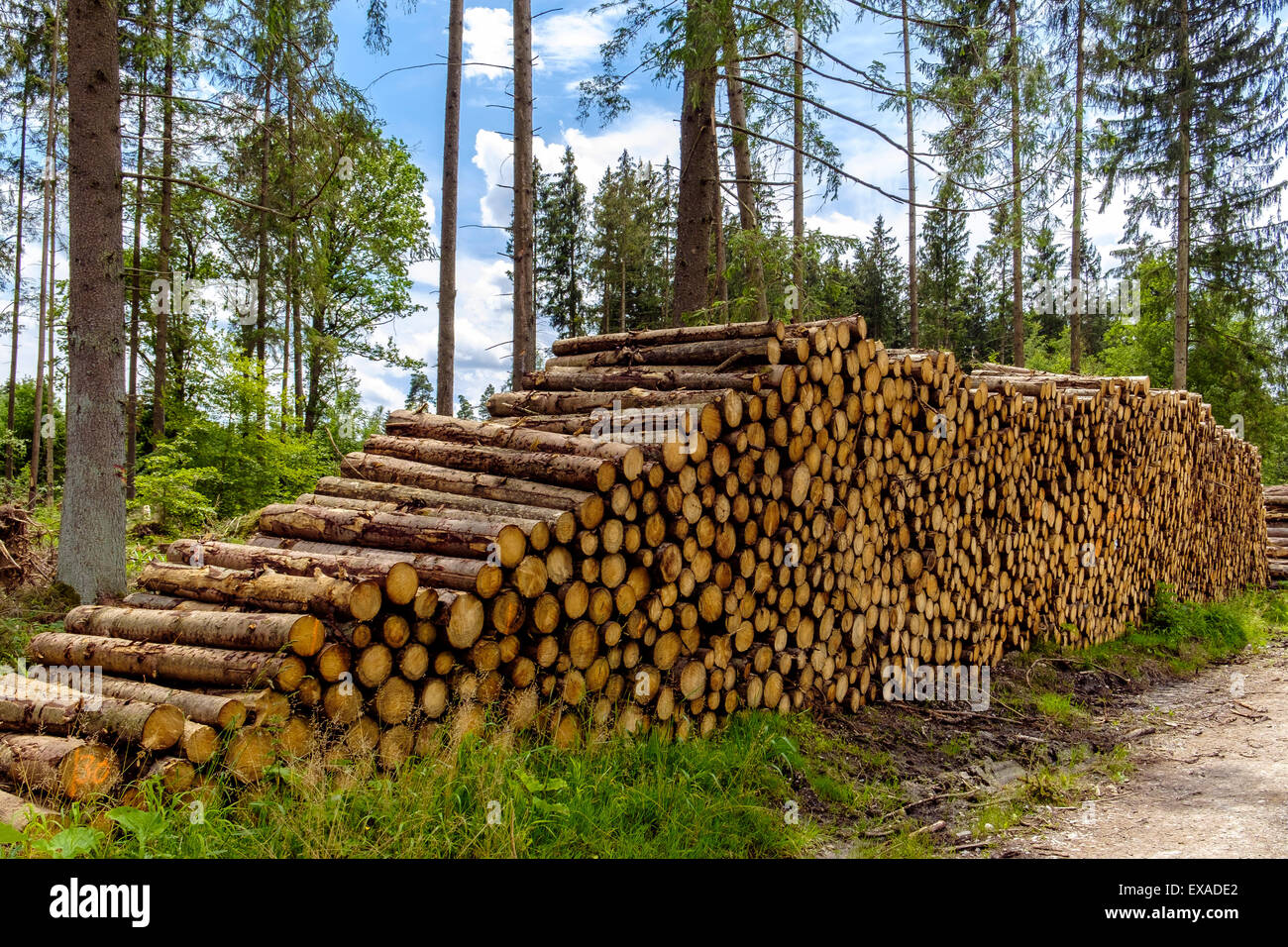 Cut wood, woodpile, Forstenrieder Park, Munich, Upper Bavaria, Bavaria, Germany Stock Photo