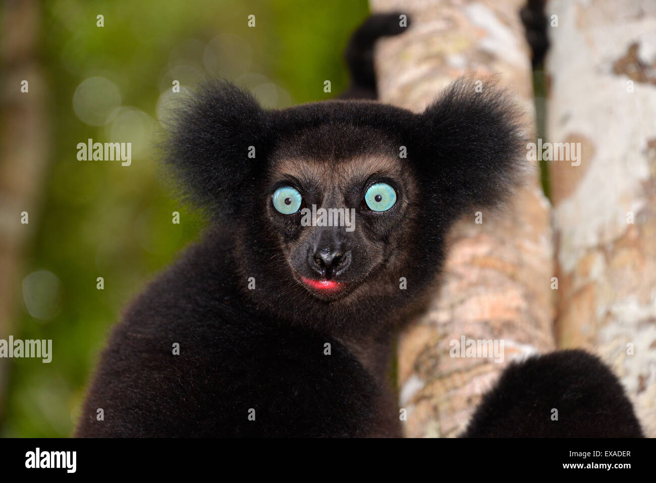 Indri (Indri indri), Manompana rainforests, Madagascar Stock Photo