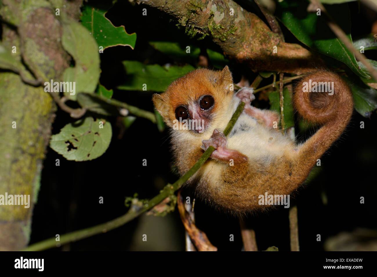 Mouse Lemur (Microcebus ssp.) in the rain forests of Andasibe, Madagascar Stock Photo