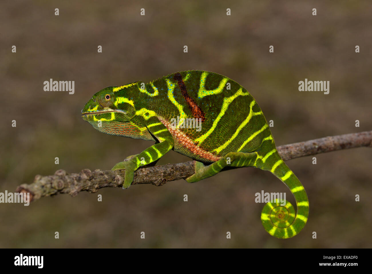 Newly discovered species hi-res stock photography and images - Alamy
