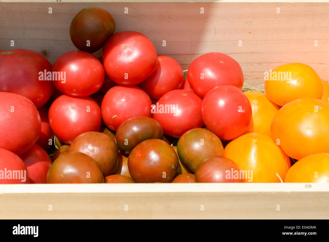 lot of red and yellow tomatoes in wooden crates Stock Photo