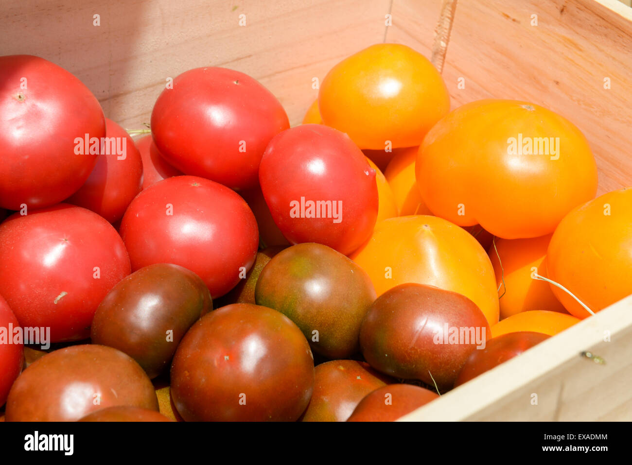lot of red and yellow tomatoes in wooden crates Stock Photo