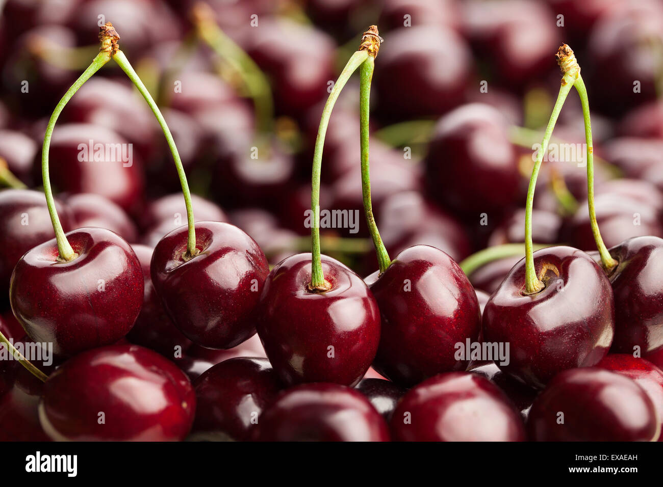 cherry closeup Stock Photo