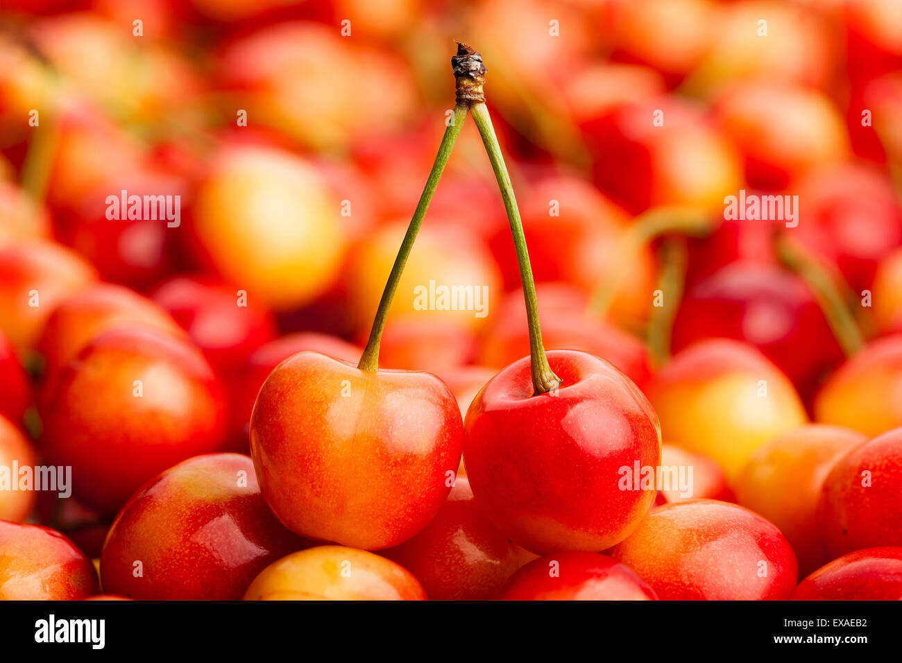cherry closeup Stock Photo