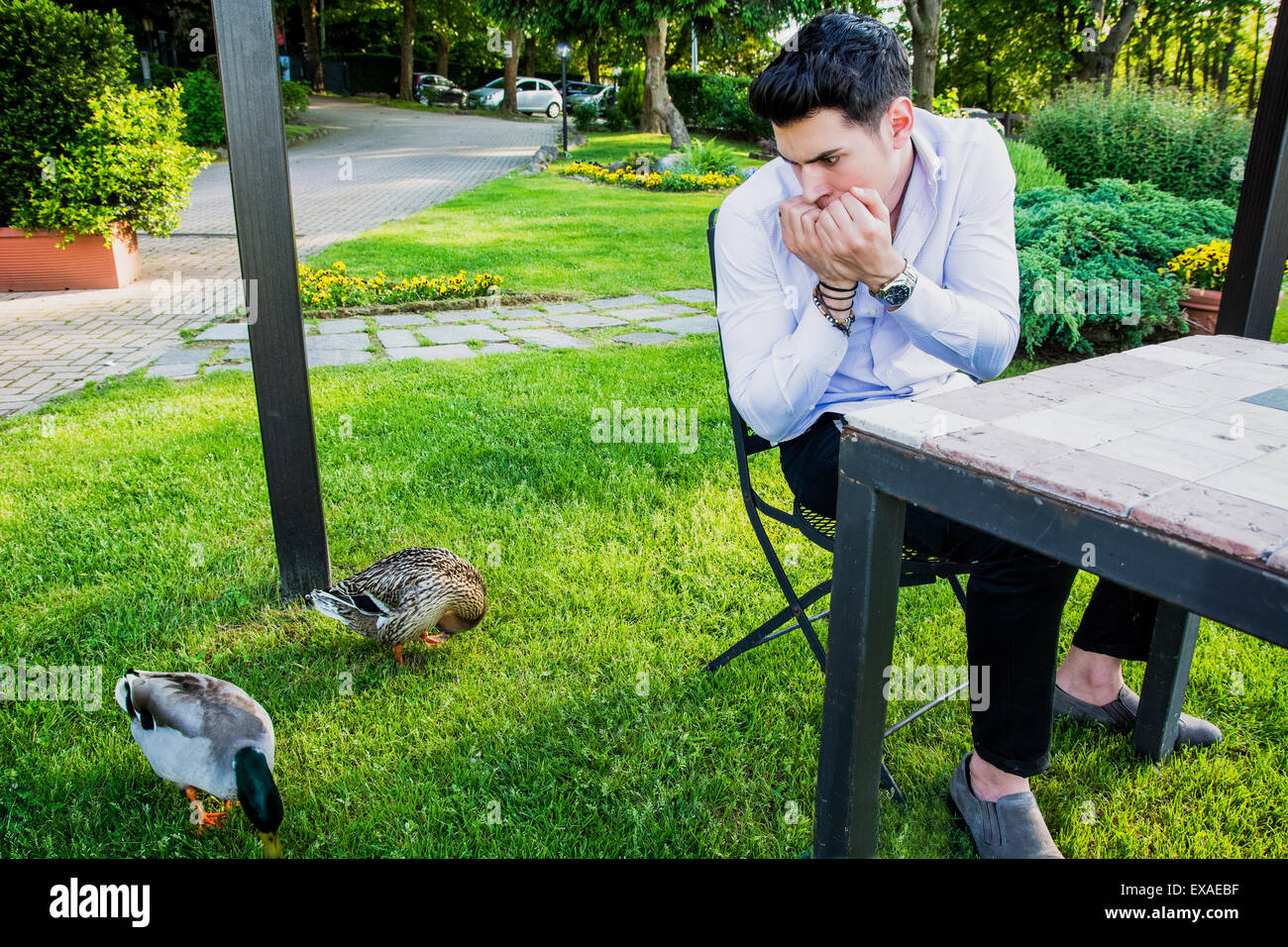 Frightened Young Man Sitting at Outdoor Table and Staring Nervously at Pair of Mallard Ducks Grazing on Green Grass Stock Photo