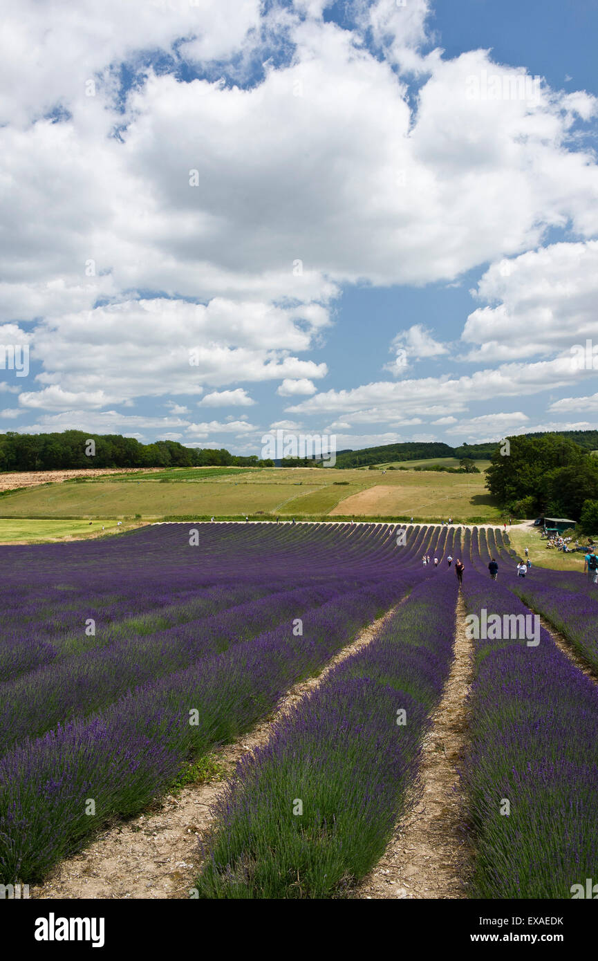 A Lavender (Lavandula) field. Stock Photo