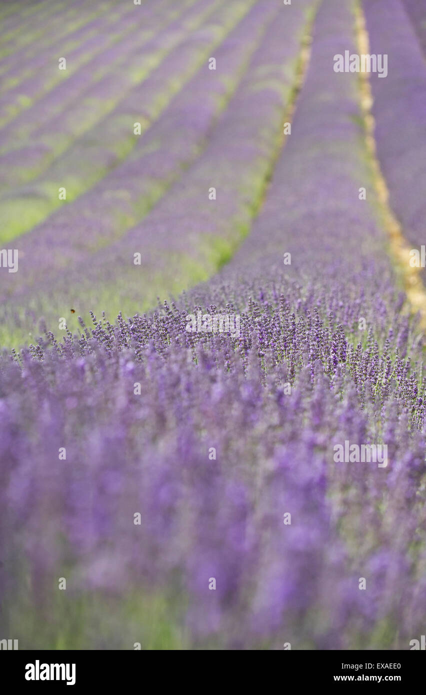A field of Lavender (Lavandula) Stock Photo