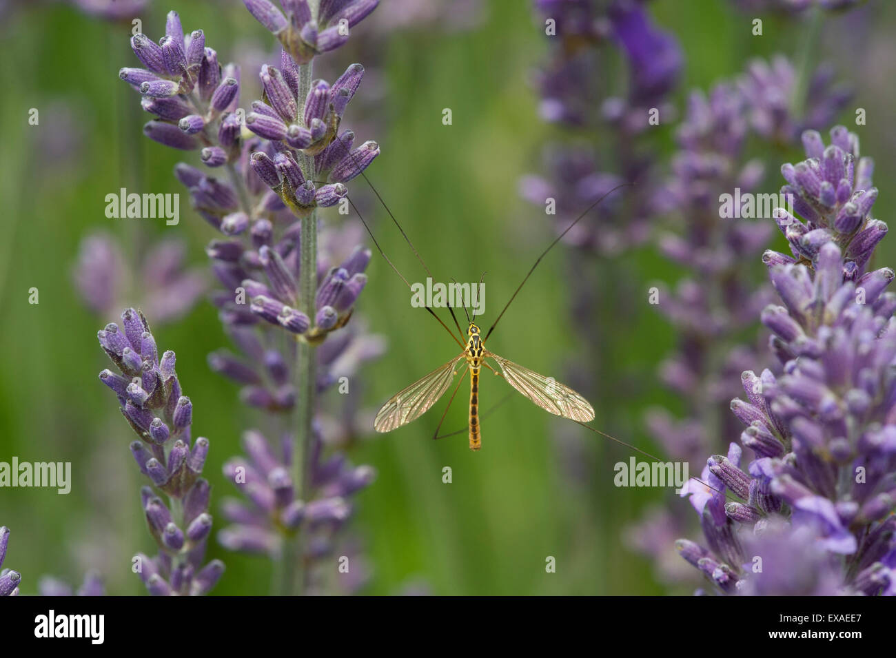 A Spotted Cranefly (Nephrotoma appendiculata) on lavender. Stock Photo