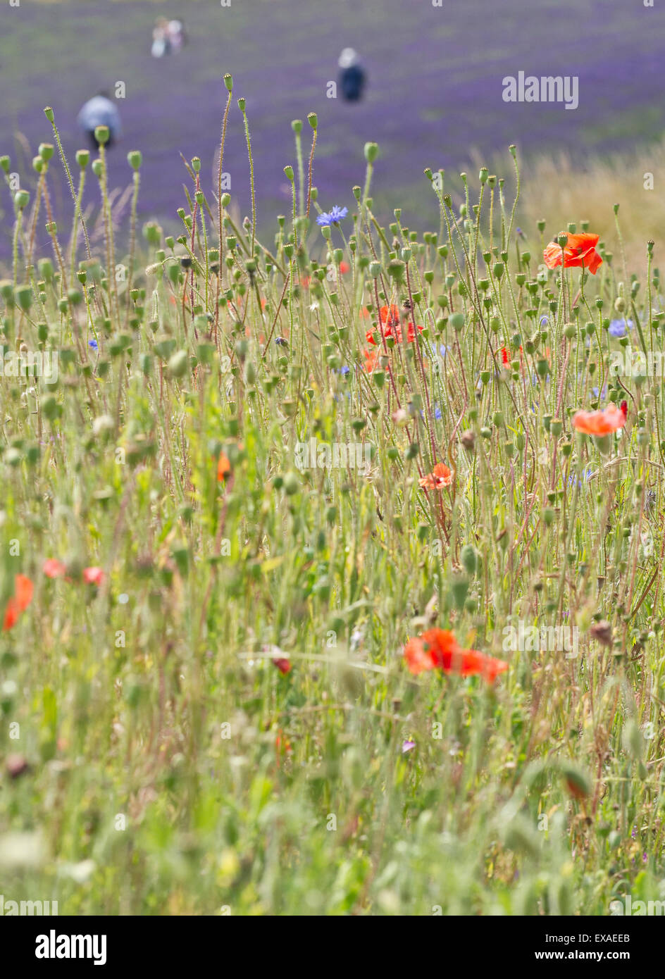 A wild flower meadow in the English countryside. Stock Photo