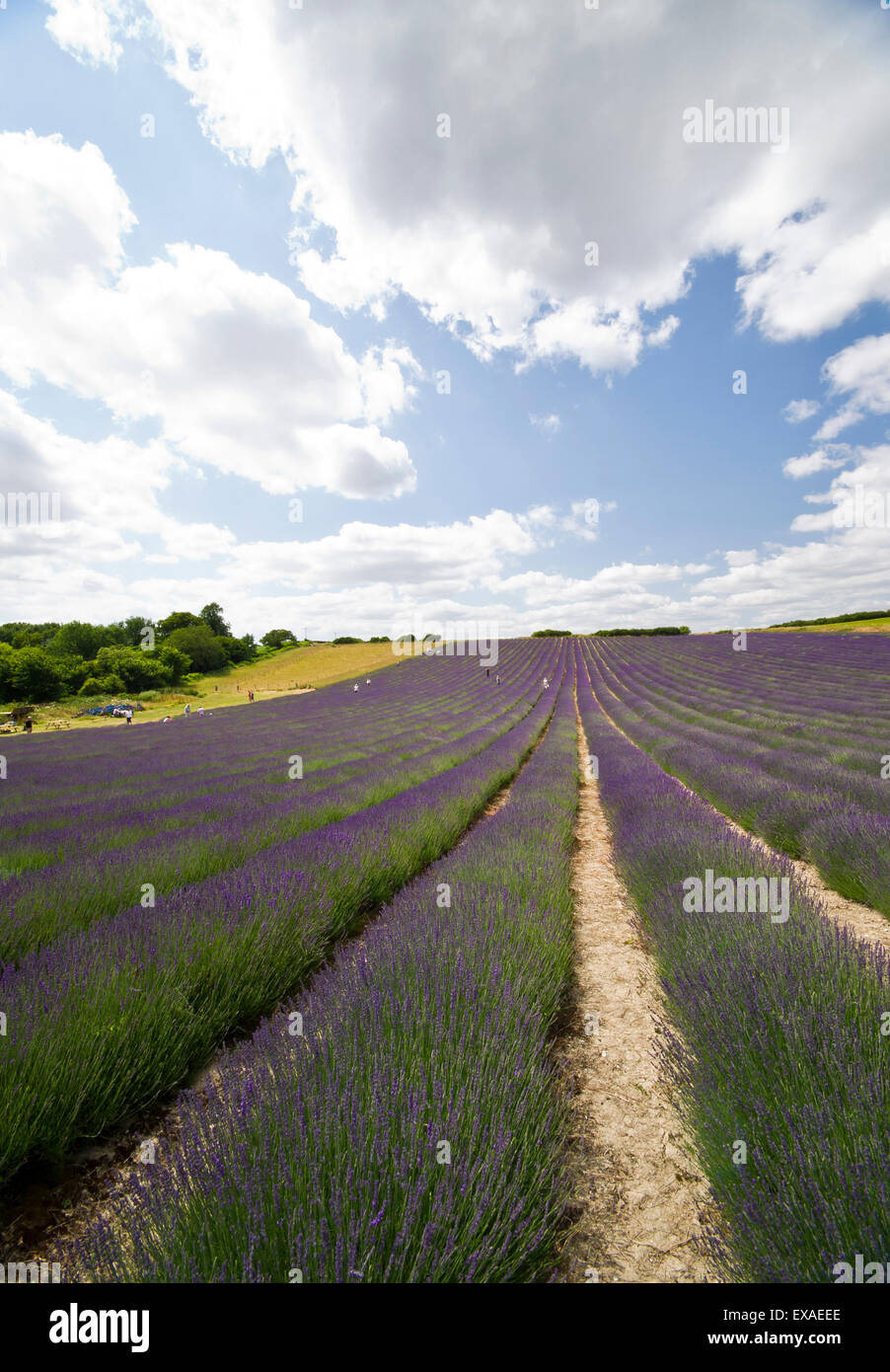 A Lavender (Lavandula) field Stock Photo