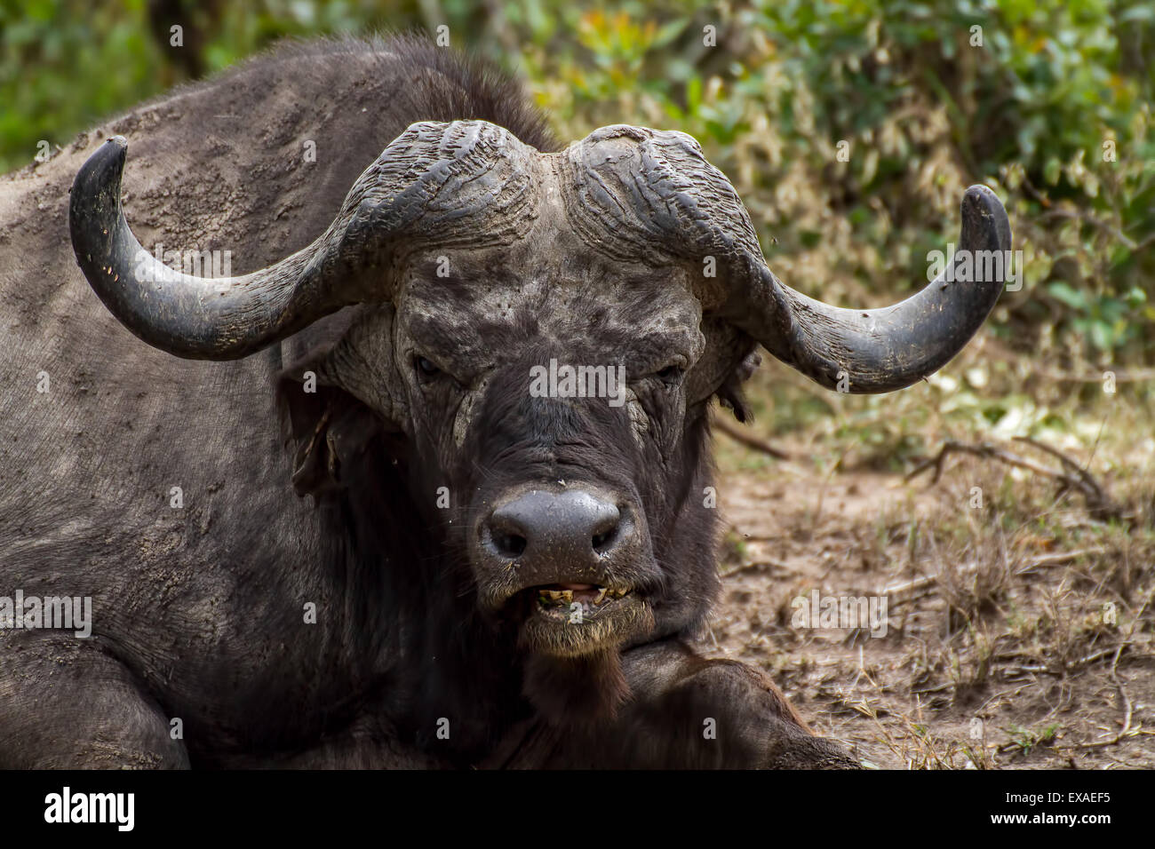 Cape Buffalo, Wild Buffalo sitting close up (syncerus caffer), Kenya Africa Stock Photo