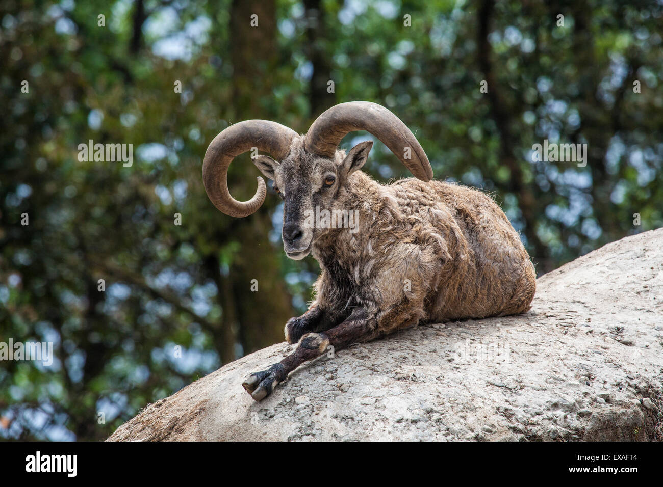 Typical goat of northern India rests on a rock in the sun in a wildlife reserve, Darjeeling, India, Asia Stock Photo