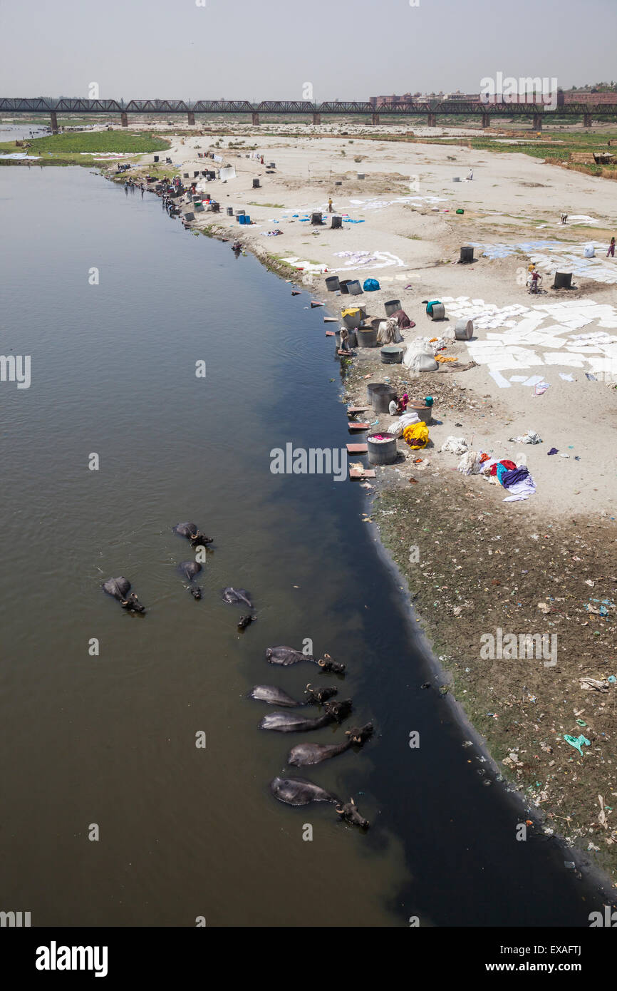 Water buffalo drinking from the Yamuna River, a tributary of the Ganges River, while people wash their clothes, Delhi, India Stock Photo