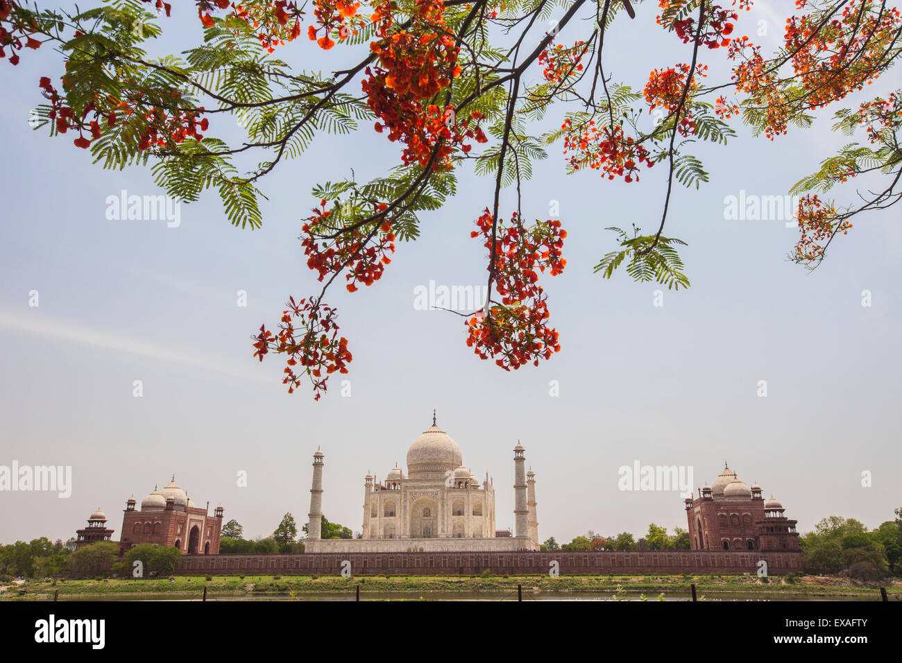 Branches of a flowering tree with red flowers frame the Taj Mahal symbol of Islam in India, UNESCO, Agra, Uttar Pradesh, India Stock Photo