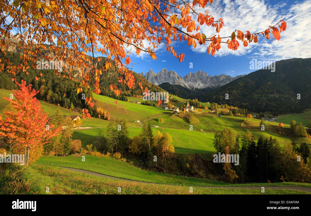 The autumn colors of a tree overlooking Val di Funes and St. Magdalena ...